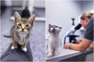 Katė Kika ir „Begemoto“ klinikos stebuklas: išgelbėtas augintinis ir šeimininkų dėkingumas