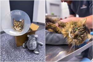 Vyresnio amžiaus katės ir jų sveikata: TOP 5 ligos bei profilaktikos svarba