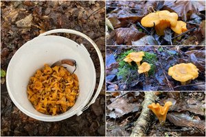 Sunku patikėti savo akimis – iš miškų lietuviai grįžta su voveraitėmis: „Nesitikėjau, kad tiek daug“