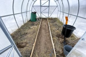 Visą žiemą galite turėti savų žalumynų iš šiltnamio: kada ką sėti