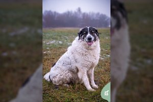 2 m. meškinas ieško namų: įspėja – reiks laikytis dietos