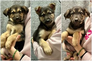 Trys 2 mėn. išdaigininkai pasiruošę dovanoti visą meilę ir džiaugsmą geriems žmonėms