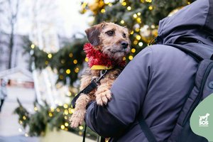10 kg sverianti draugiška Dexa – aktyvi ir ištverminga: įspėja dėl balandžių