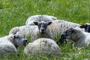 Kraupus radinys: Vokietijos Magdeburgo mieste rasta šimtai nugaišusių avių