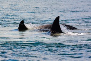 Prie Portugalijos krantų orkos smarkiai apgadino norvegų burlaivį