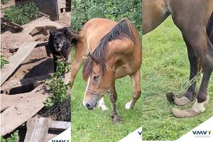 Siaubingai apleistų arklių istorija tęsiasi – pabėgęs Beržas klaidžioja šaltyje su kakle styrančiomis ampulėmis