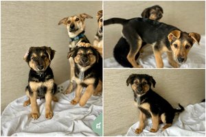 3 maži išdaigininkai laukia pačių nuostabiausių namų: teks nustatyti ribas