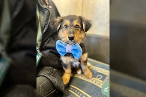 Baili mažylė prieglaudoje pasikeitė kardinaliai: tokį mielą žvilgsnį sunku atlaikyti