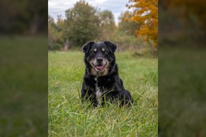 Nedidelio ūgio šunelis prašo padovanoti jam antrą gyvenimą: dievina pasivaikščiojimus ir paglostymus