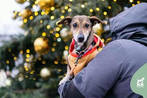 Be reikalo nelojanti kalytė laukia išrinktųjų: įspėja dėl dantų, akių ir nagų