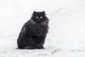 Atskleidė, ką iš tiesų mato katės: palygino su aklaisiais