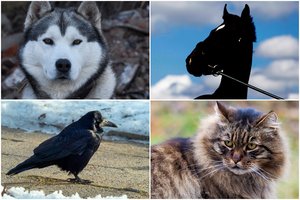 Ištikimiausi gyvūnai: kurie iš jų yra labiausiai prisirišę prie žmogaus?