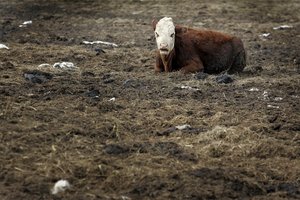 Ūkininkė, kurios jautis mirtinai sužalojo žmogų, pripažinta kalta dėl neatsargaus gyvybės atėmimo