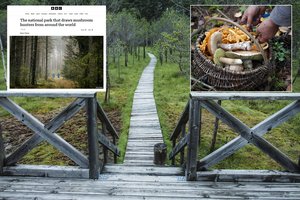 Dzūkai susilaukė žiniasklaidos milžino BBC dėmesio: įvertino grybavimo tradicijas