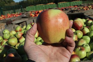 Lenkų ministerija užsakė daugiau nei 82 tūkst. obuolių – štai kam juos siūlys