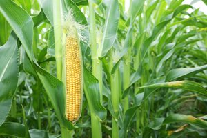 Augalai Žemėje išliks ilgiau, nei manyta iki šiol