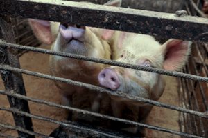 Fermą kaip tvirtovę įrengęs ūkininkas nesupranta nei valdžios, nei Veterinarijos tarnybos