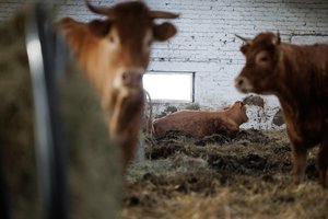 Skerdžia gyvulius ir utilizuoja jų maitas – manė, kad šios ligos ES jau nebėra