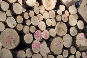 Šilutės rajone gruodžio pabaigoje pavogta 16 kietmetrių medienos