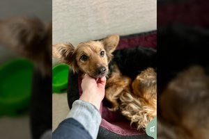 Name užrakinta ir palikta jauna šunytė ieško mylinčios širdies, kuri neišduos