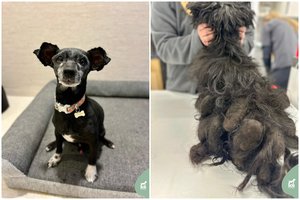 Siaubinguose kaltūnuose įkalintą nedidelį šunelį pasmerkė lėtai mirčiai: išvadavus ieškomi tikri namai