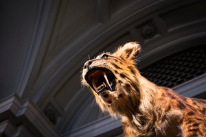 Kodėl kardadančiai gyvūnai evoliucionavo vėl ir vėl – ir kodėl jų nėra dabar