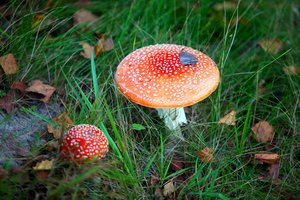 Už grybų turėjimą grės kalėjimas: musmirės įtrauktos į narkotikų sąrašą