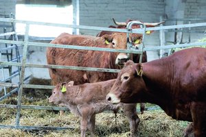 Baimindamasi snukio ir nagų ligos protrūkio, JK uždraudė iš Vokietijos importuoti galvijus