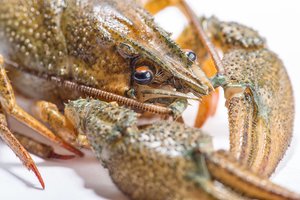 Vietname – nauja milžiniškų vėžiagyvių rūšis, jau tapusi ypač brangiu delikatesu