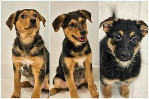 Vietoje bulvių – 3 šuniukai plastikiniame maiše: liūdno likimo mažyliai nori namų