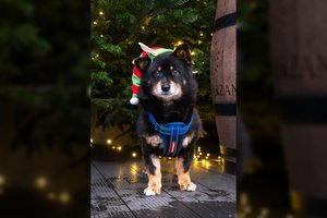 Miške pririštas ir mirti paliktas šunelis laukia išrinktųjų: išskirtinis balsas girdisi labai toli