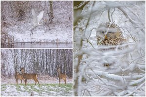 Fotografuodama gamtą įamžino ir kai ką netikėto: objektyve – itin retas Lietuvai sparnuotis