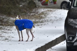 Taip vedžiojantiems šunis Vilniuje – baudos iki 120 eurų: pakartotinis nusižengimas brangs dvigubai
