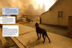 Ištikus ekstremalioms situacijoms Lietuvoje – nežinia dėl augintinių: kreipiasi į atsakingas tarnybas