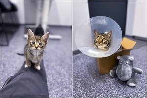 Kačių cukrinis diabetas: kas, kaip ir kodėl?