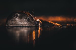 Šis mažas žvėrelis – rimtas konkurentas net geriausiems žvejams: vos vienas jų gali valdyti 50 km upės