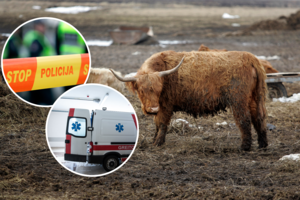 Bekalbant telefonu – jaučio trisdešimt smūgių kanopomis ir ragais: po tragiško įvykio ūkininkė sulaukė nemenkos bausmės