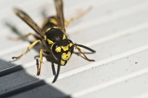 Skambina pavojaus varpais – Italijoje vapsvos niokoja avilius: „Elgiasi taip, tarytum būtų ateivė iš kitos planetos“