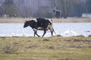 Lenkijoje užfiksuotas ketvirtas Mėlynojo liežuvio ligos protrūkis