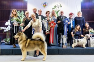 Baltijos šalių šunų čempionų čempionate – Aliaskos malamuto iš Lietuvos triumfas
