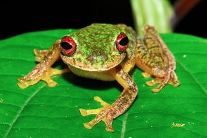 Šis grybelis sunaikino daugiau rūšių nei bet kuri kita liga