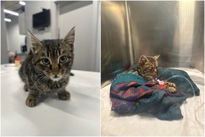 Iš pragaro į gyvenimą: katytės Beibi stebuklas