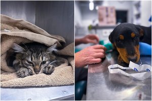 Vėžys nebėra nuosprendis: onkologinių ligų gydymo galimybės šunims ir katėms jau prieinamos Vilniuje!