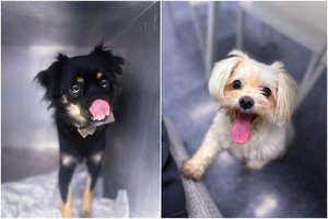 Kiaušidžių cistos kalytėms: kaip atpažinti ir padėti augintinei?