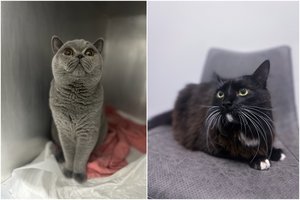 Kodėl jūsų katė elgiasi kitaip? Galimos ginekologinės priežastys