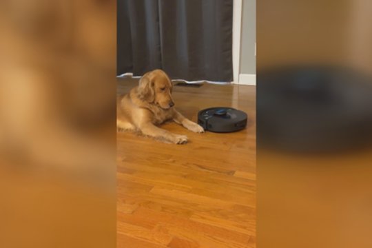 Siurblys robotas suglumino keturkojį: nesuprato, kas įvyko