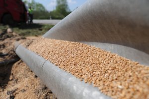 Bus tiriama tranzitu per Lietuvos jūrų uostą Rusijos gabenamų grūdų kilmė