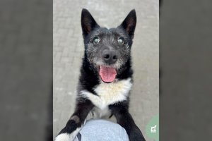 Labai geras ir žaismingas, bet aklas šunelis ieško namų