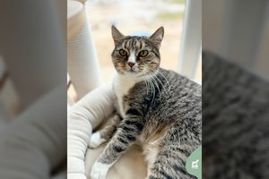 818 dienų prieglaudoje praleidusi nenusakomo amžiaus diva ieško namų