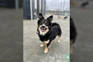 Visą gyvenimą prie grandinės praleidusi kovinga sargybinė ieško iššūkiams pasiruošusių šeimininkų